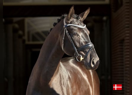 Deens warmbloed, Hengst, 5 Jaar, 168 cm, Zwart