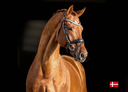 Oldenburg, Stallion, 15 years, 16,3 hh, Chestnut