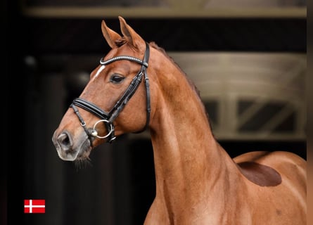 Warmblood danés, Semental, 13 años, Alazán