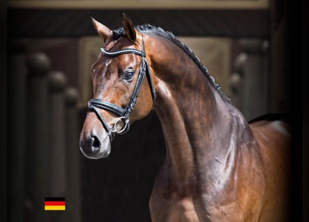 Danish Warmblood, Stallion, 11 years, 17 hh, Bay