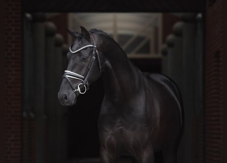 Oldenburger, Hengst, 9 Jaar, 169 cm, Zwart