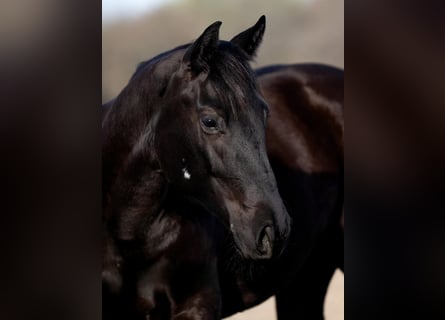 Bosnisches Gebirgspferd, Wallach, 3 Jahre, 147 cm, Rappe