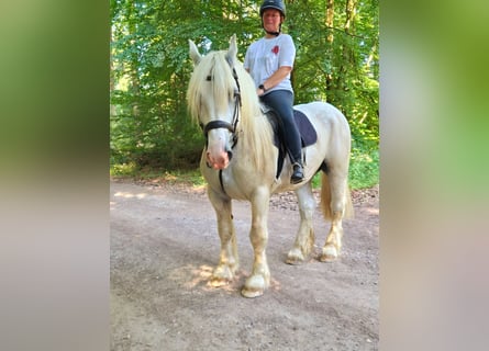 Boulonnais, Castrone, 8 Anni, 161 cm, Grigio