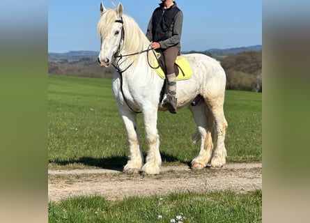Boulonnais, Gelding, 13 years, 15.2 hh, Gray