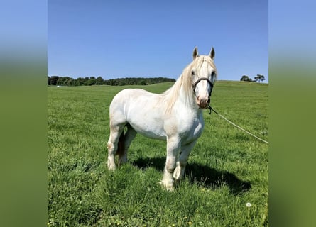 Boulonnais, Gelding, 3 years, 16.1 hh, Grey