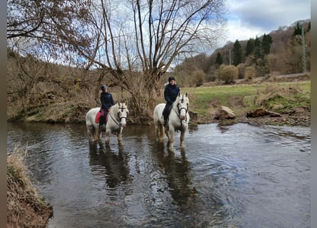Boulonnais, Gelding, 3 years, 16.1 hh, Grey
