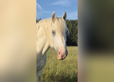 Boulonnais, Gelding, 8 years, 15.2 hh, Grey