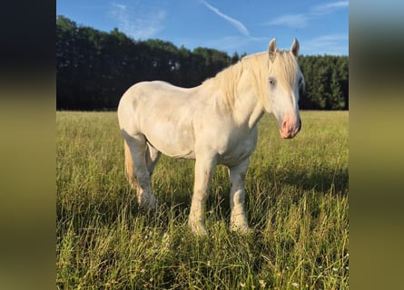 Boulonnais, Gelding, 8 years, 15.2 hh, Grey