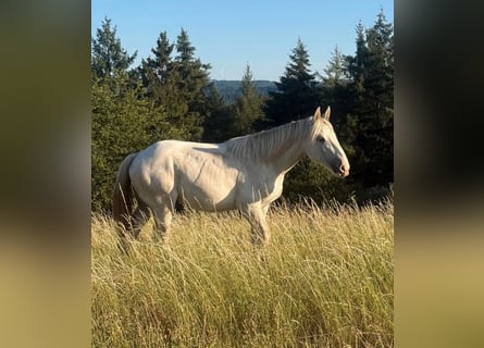 Boulonnais, Mare, 1 year, 16.2 hh, White