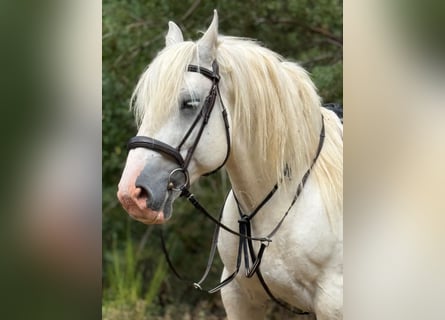 Boulonnais, Wallach, 8 Jahre, 161 cm, Schimmel