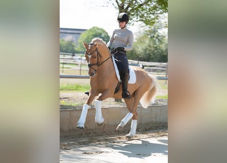 Poney de selle allemand, Étalon, 16 Ans, 150 cm, Dunalino