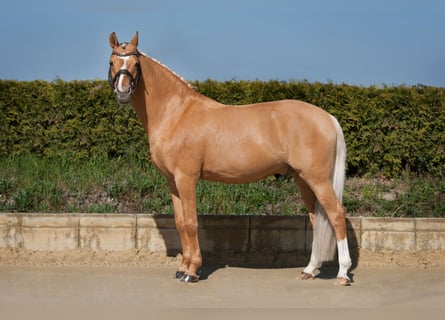 Poney de selle allemand, Étalon, 16 Ans, 150 cm, Dunalino