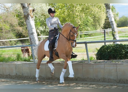 Poni alemán, Semental, 17 años, 150 cm, Dunalino (Cervuno x Palomino)