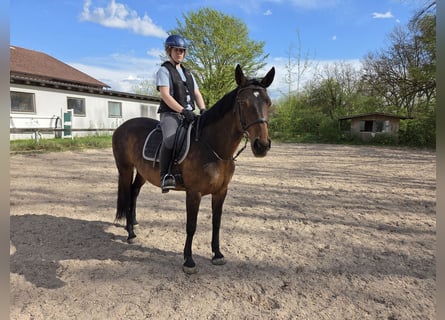 Brandebourgeois, Jument, 13 Ans, 163 cm, Bai