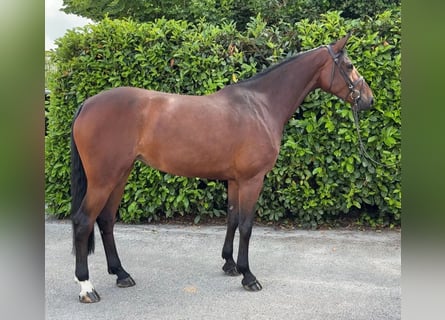 Brandebourgeois, Jument, 7 Ans, 174 cm, Bai