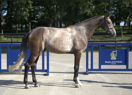 Brandeburghese, Castrone, 4 Anni, 175 cm, Grigio rossastro