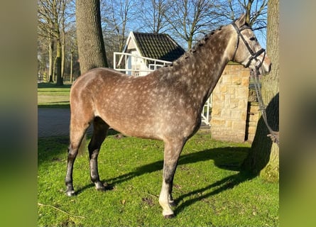 Brandeburghese, Castrone, 6 Anni, 167 cm, Grigio