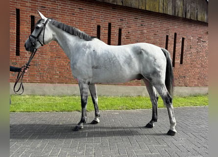 Brandemburgués, Caballo castrado, 11 años, 162 cm, Tordo