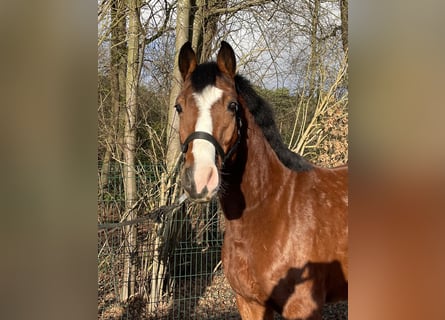 Brandemburgués, Caballo castrado, 5 años, 160 cm, Castaño