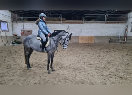 Brandemburgués, Caballo castrado, 5 años, 162 cm, Tordillo negro