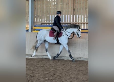 Brandemburgués, Caballo castrado, 5 años, 164 cm, Tordo