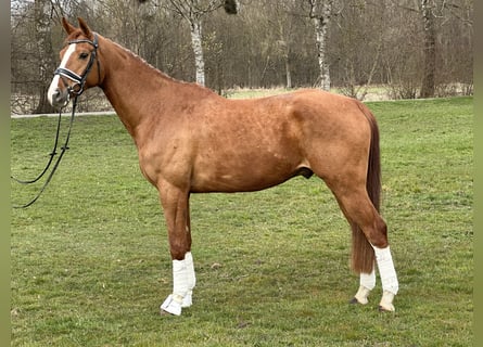 Brandemburgués, Caballo castrado, 5 años, 168 cm, Alazán