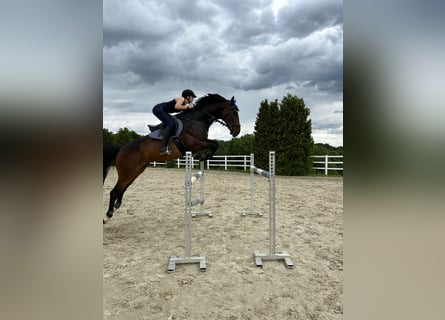 Brandemburgués, Caballo castrado, 8 años, 172 cm, Castaño