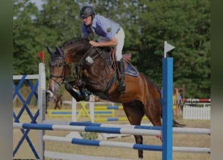 Brandemburgués, Caballo castrado, 8 años, Castaño