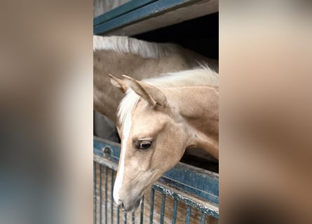 Brandemburgués, Yegua, Potro (04/2025), 168 cm, Palomino