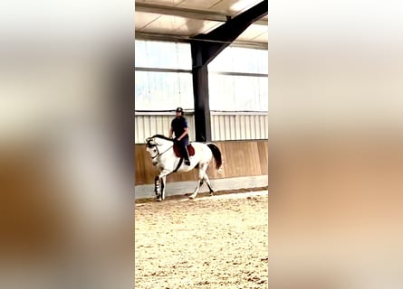 Brandenburg Warmblood, Gelding, 11 years, 15,2 hh, Grey