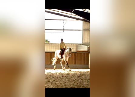 Brandenburg Warmblood, Gelding, 12 years, 16.2 hh, Grey