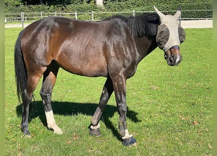 Brandenburg Warmblood, Gelding, 13 years, 16,1 hh, Smoky-Black