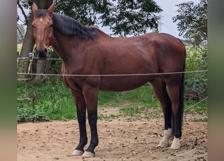 Brandenburg Warmblood, Gelding, 23 years, 17,1 hh