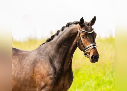Brandenburg Warmblood, Gelding, 4 years, 16.1 hh, Brown