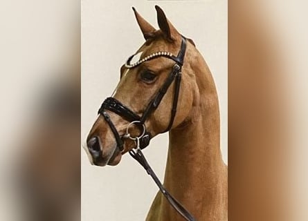 Brandenburg Warmblood, Gelding, 4 years, 16,2 hh, Chestnut-Red