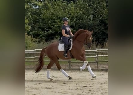Brandenburg Warmblood, Gelding, 4 years, 16,2 hh, Chestnut-Red
