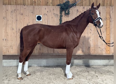 Brandenburg Warmblood, Gelding, 5 years, 16,1 hh, Chestnut-Red