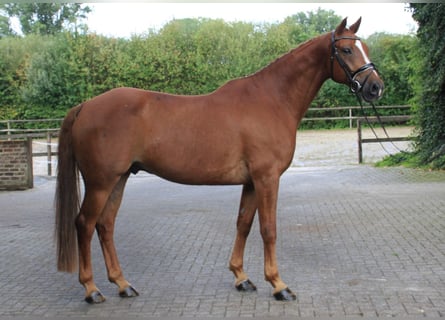 Brandenburg Warmblood, Gelding, 9 years, 16.1 hh, Chestnut-Red