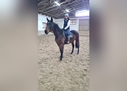 Brandenburg Warmblood, Mare, 12 years, 16 hh, Brown