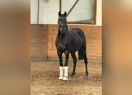 Brandenburg Warmblood, Mare, 6 years, Bay-Dark