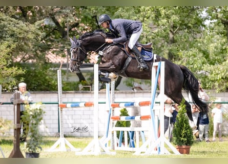 Brandenburg Warmblood, Mare, 8 years, Black