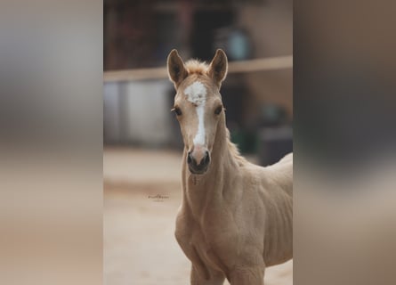 Brandenburg Warmblood, Mare, Foal (04/2025), 16,1 hh, Palomino