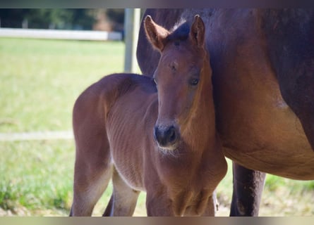 Brandenburg Warmblood, Stallion, , 17 hh, Bay-Dark