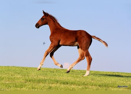 Brandenburg Warmblood, Stallion, Foal (03/2023), Chestnut-Red