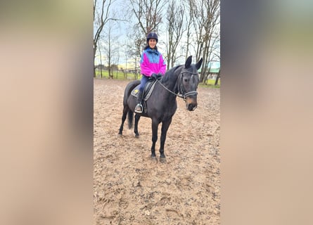Brandenburger warmbloed, Merrie, 13 Jaar, 160 cm, Zwart