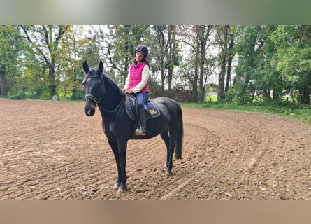 Brandenburger warmbloed, Merrie, 14 Jaar, 163 cm, Zwart