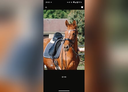 Brandenburger warmbloed, Merrie, 6 Jaar, 155 cm, Vos