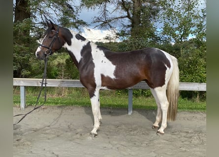 Brandenburger warmbloed, Merrie, 7 Jaar, 154 cm, Gevlekt-paard