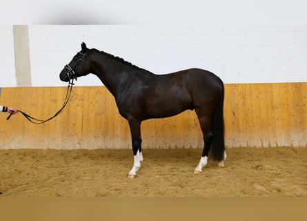 Brandenburger warmbloed, Ruin, 4 Jaar, 165 cm, Zwart