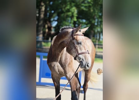 Brandenburger warmbloed, Ruin, 4 Jaar, 172 cm, Schimmel